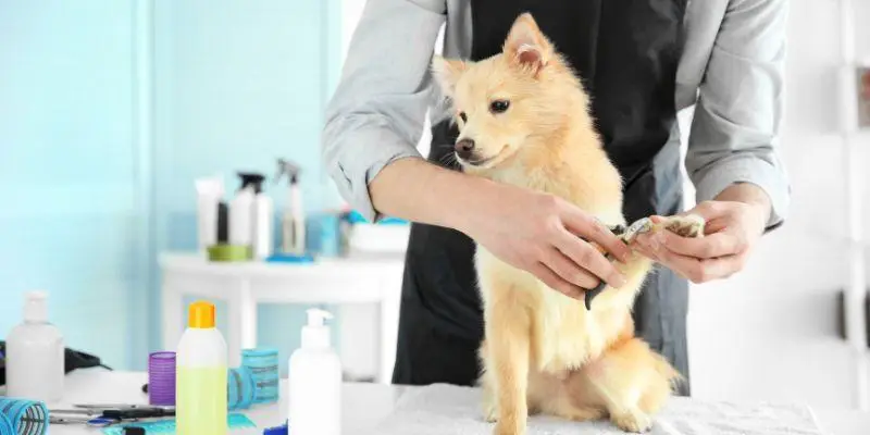 推薦方案-寵物沙龍美髮美甲美容美體SPA美睫霧眉紋繡采耳溫罐除毛推拿整復按摩刺青寵物美容等店家系統